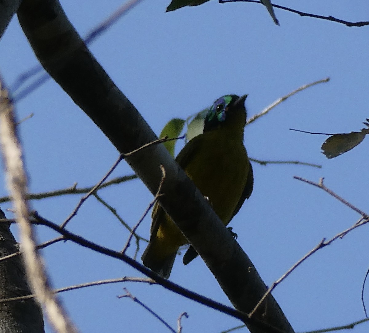 Schlegel's Asity - ML643774314