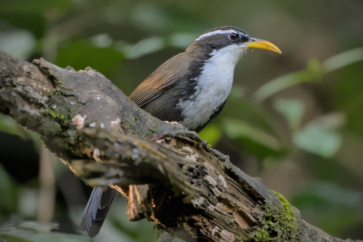 Indian Scimitar-Babbler - ML643774315
