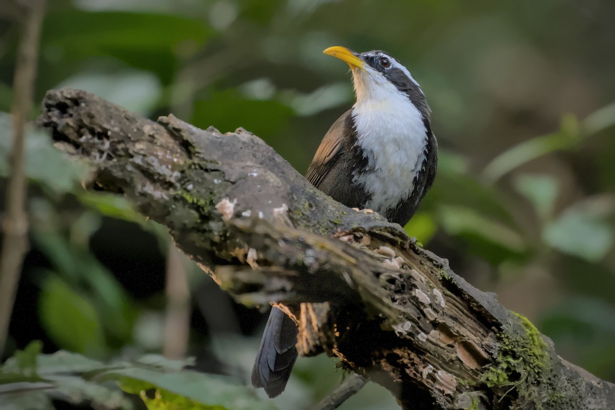 Indian Scimitar-Babbler - ML643774316