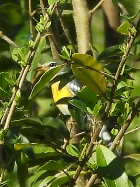 Northern Parula - ML643774321