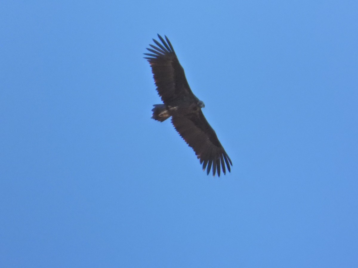 Cinereous Vulture - ML643774322