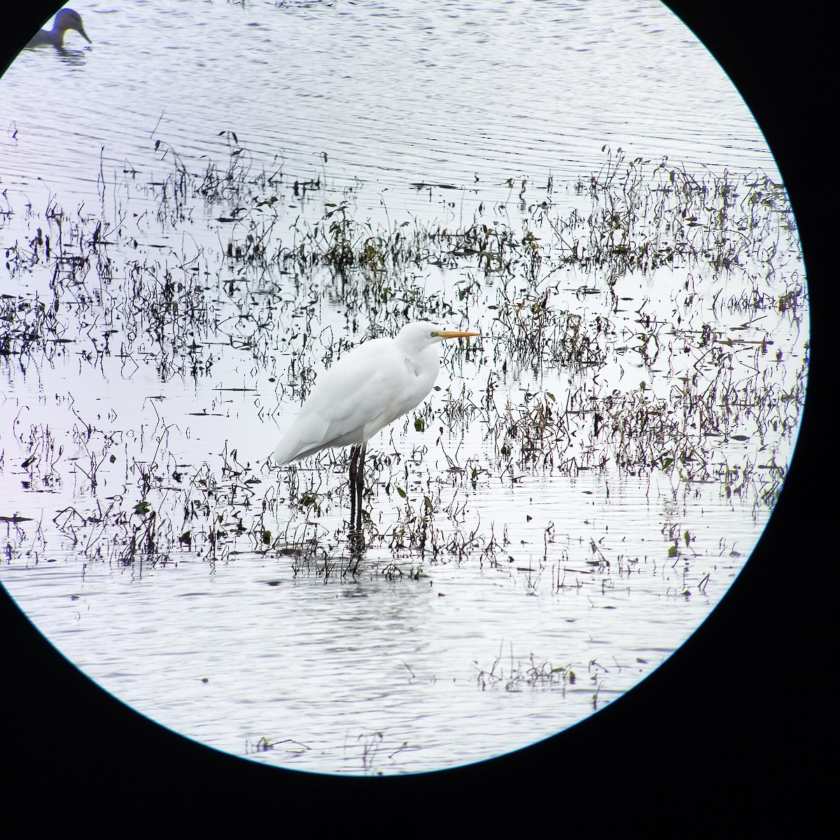 Great Egret - ML643774324