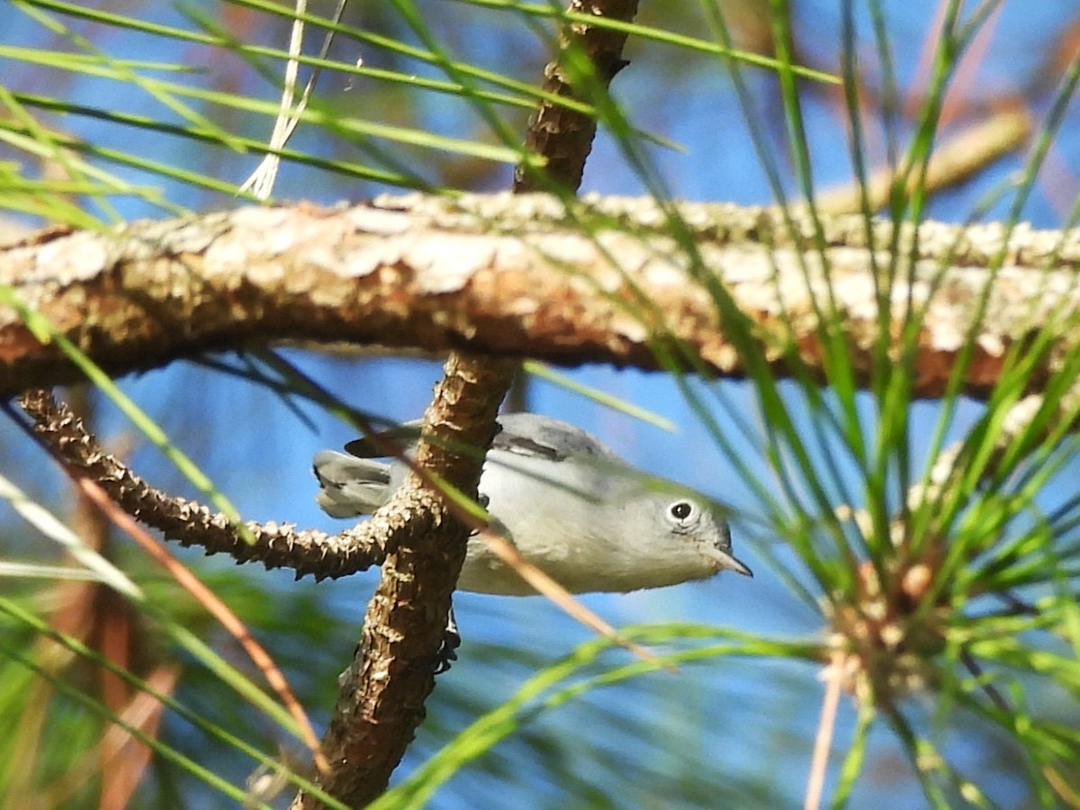 Blue-gray Gnatcatcher - ML643774332
