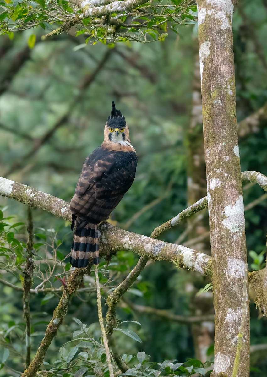 アカエリクマタカ - ML643774335