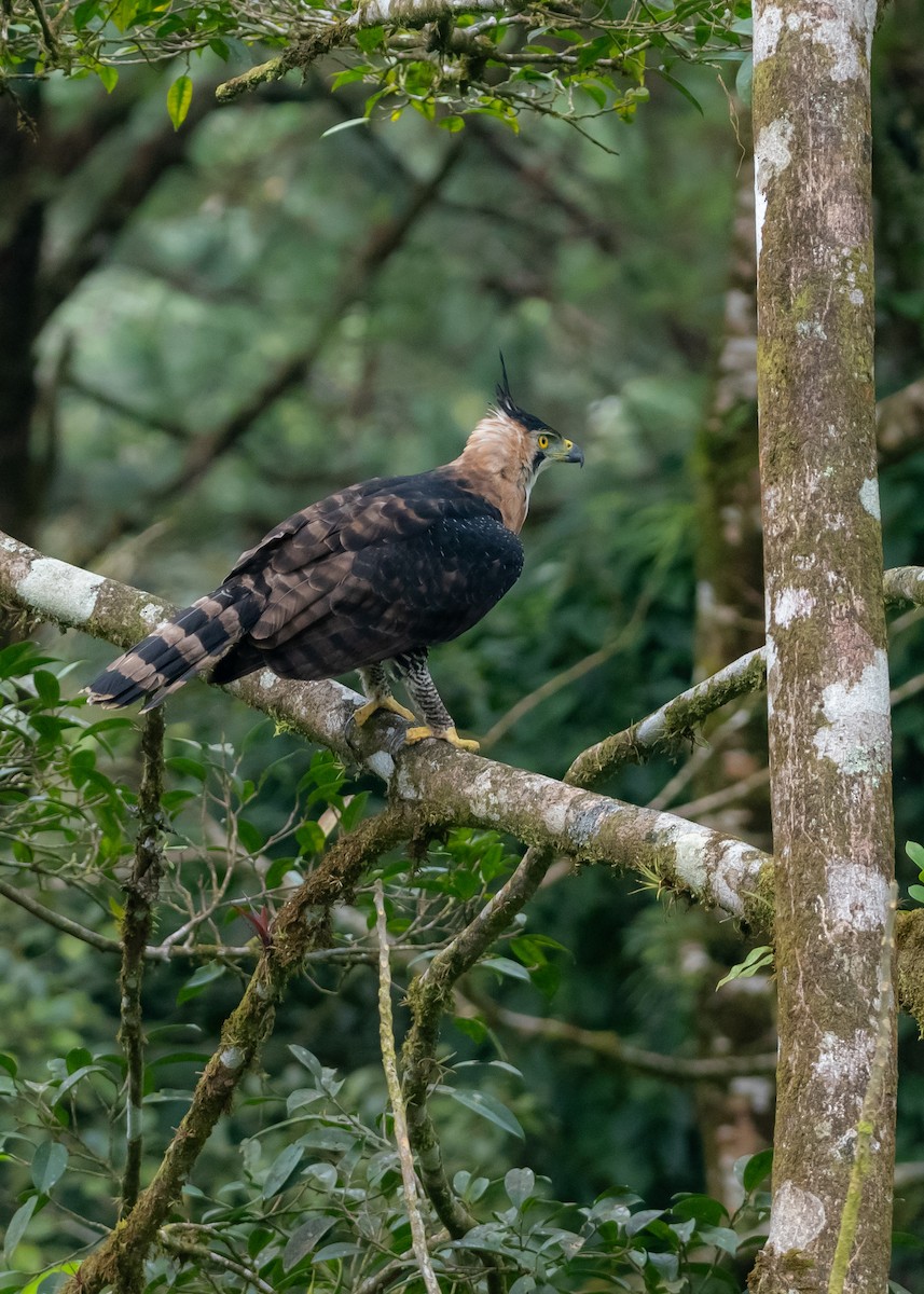 アカエリクマタカ - ML643774337