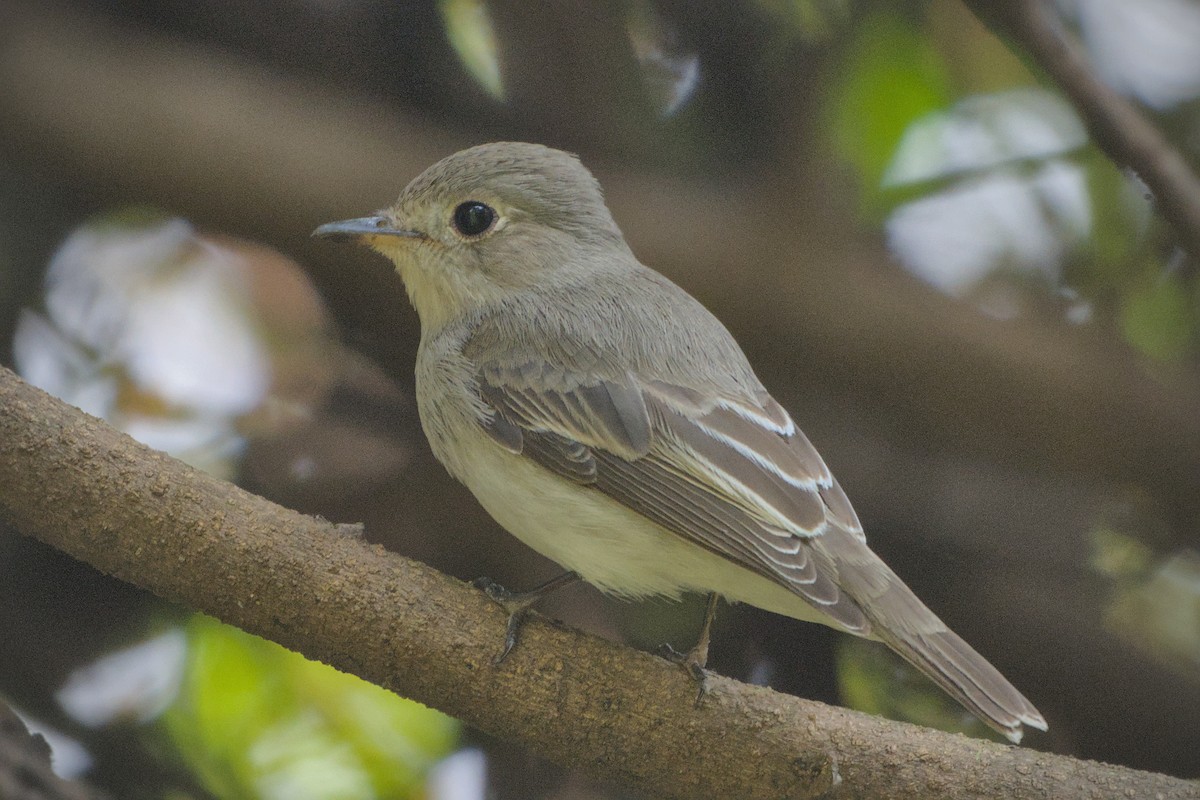 Asian Brown Flycatcher - ML643774352