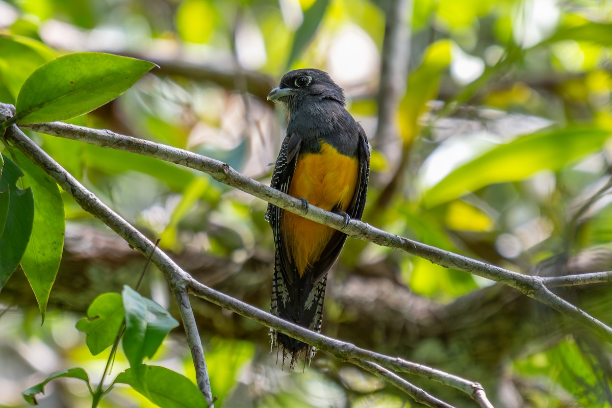 Green-backed Trogon - ML643774355