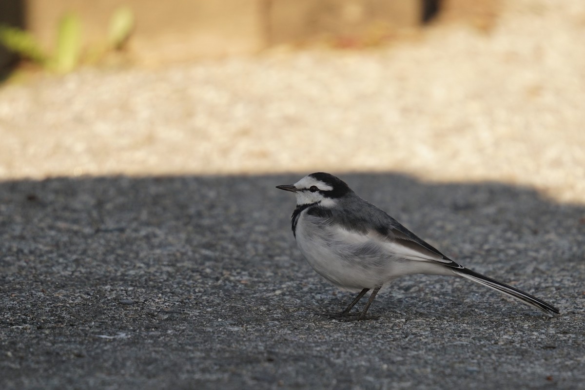 White Wagtail (Black-backed) - ML643774361
