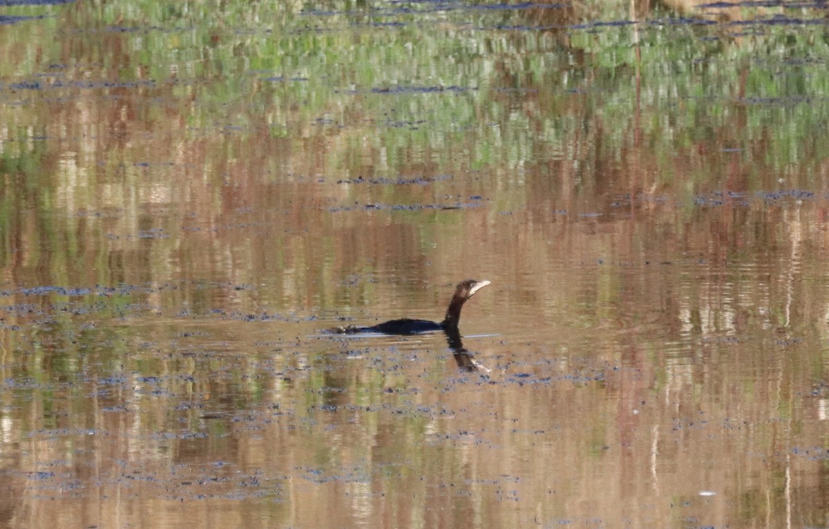 Pygmy Cormorant - ML643774383