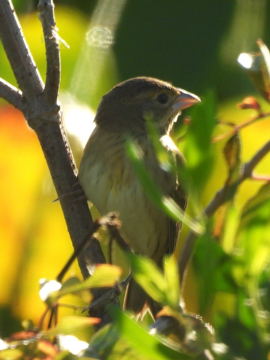 Dickcissel - ML643774384
