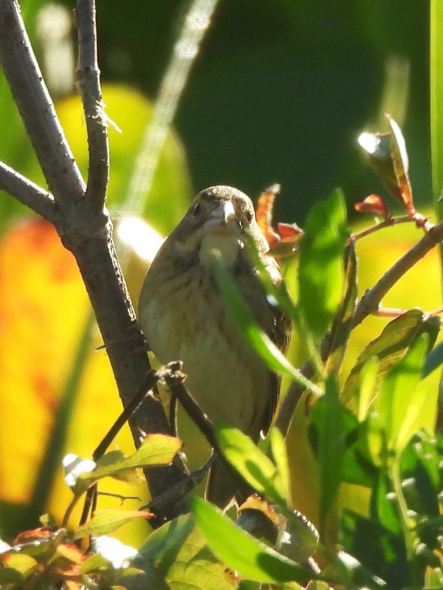 Dickcissel - ML643774388