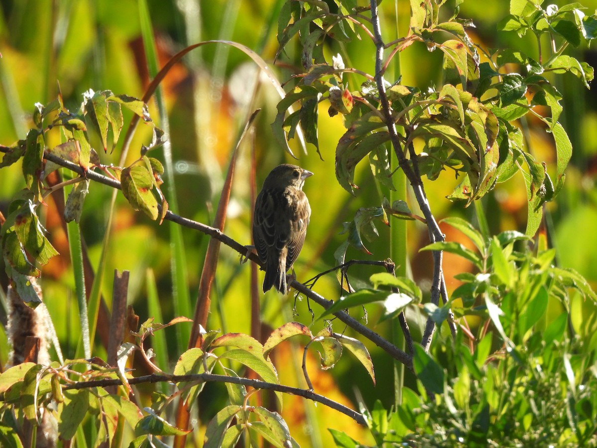Dickcissel - ML643774409