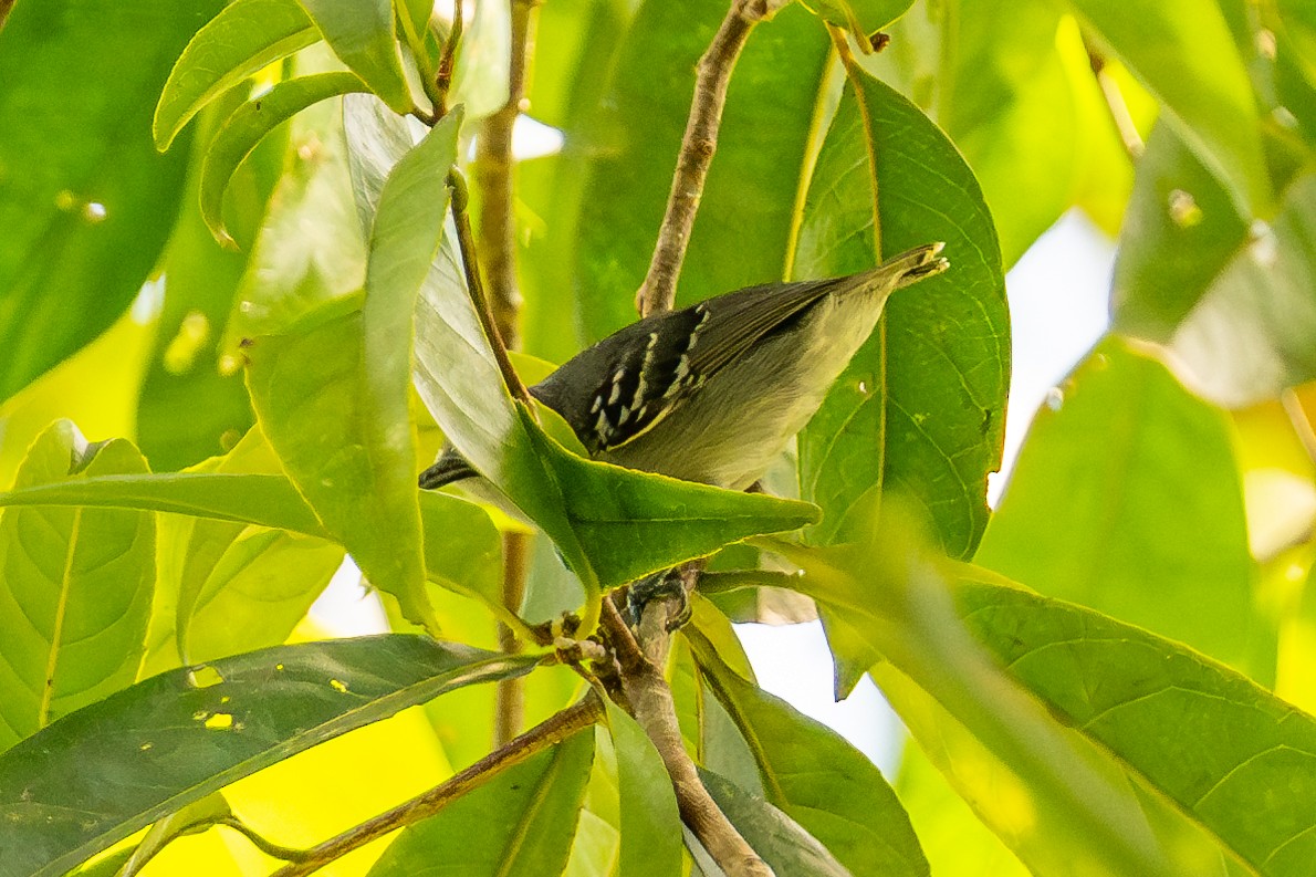 gråmaursmett - ML643774413