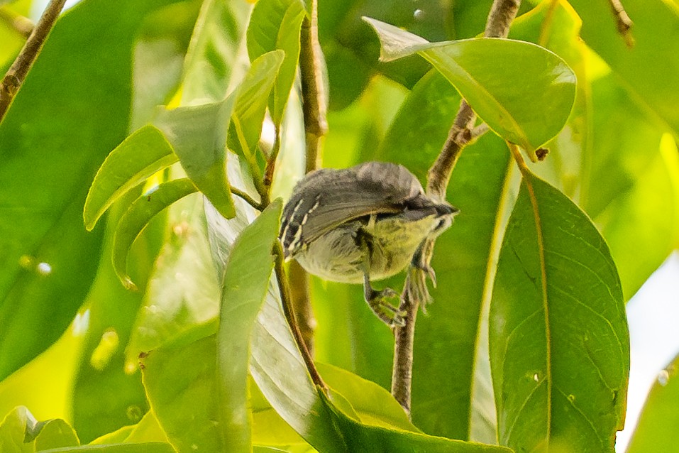 gråmaursmett - ML643774414