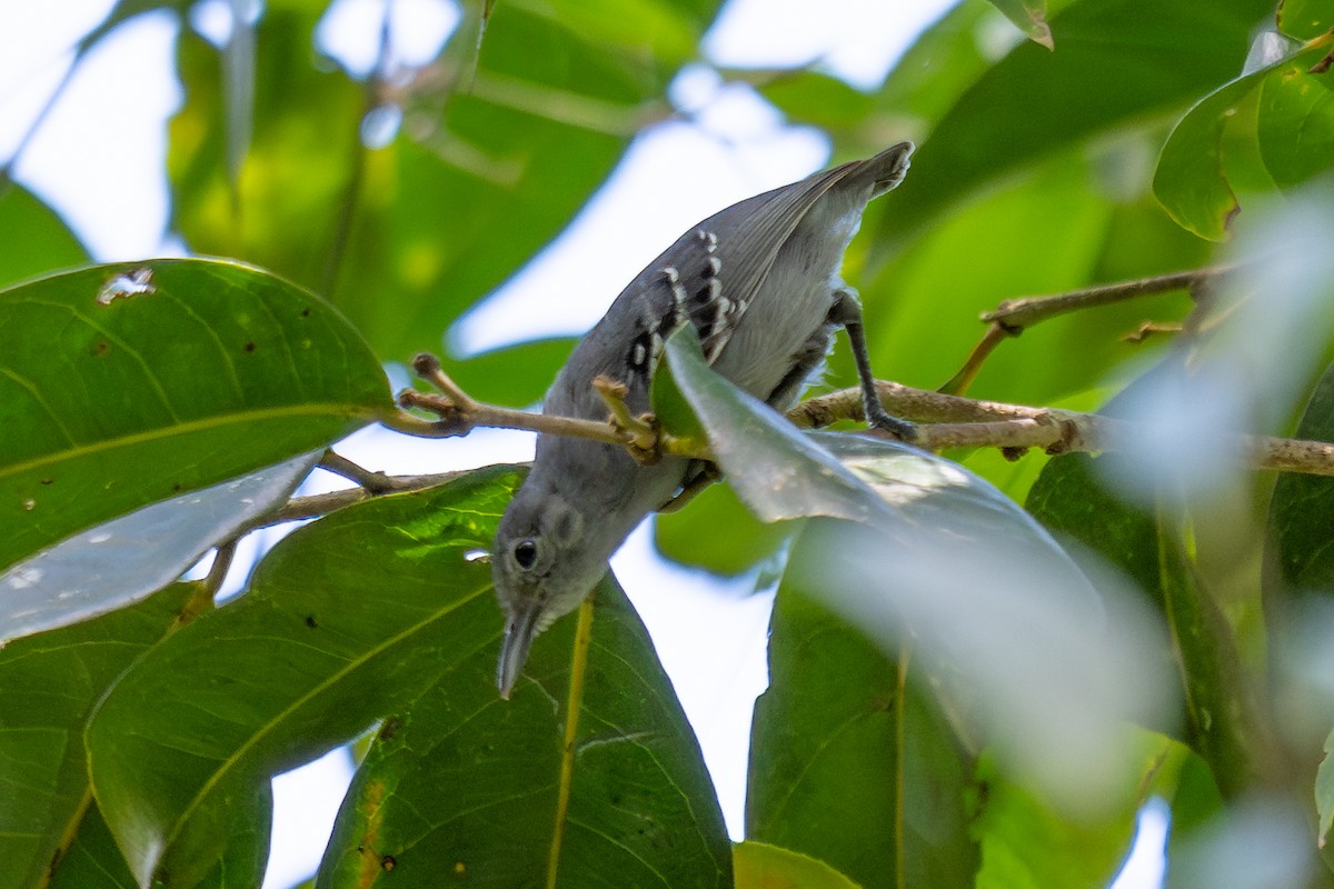 Gray Antwren - ML643774415