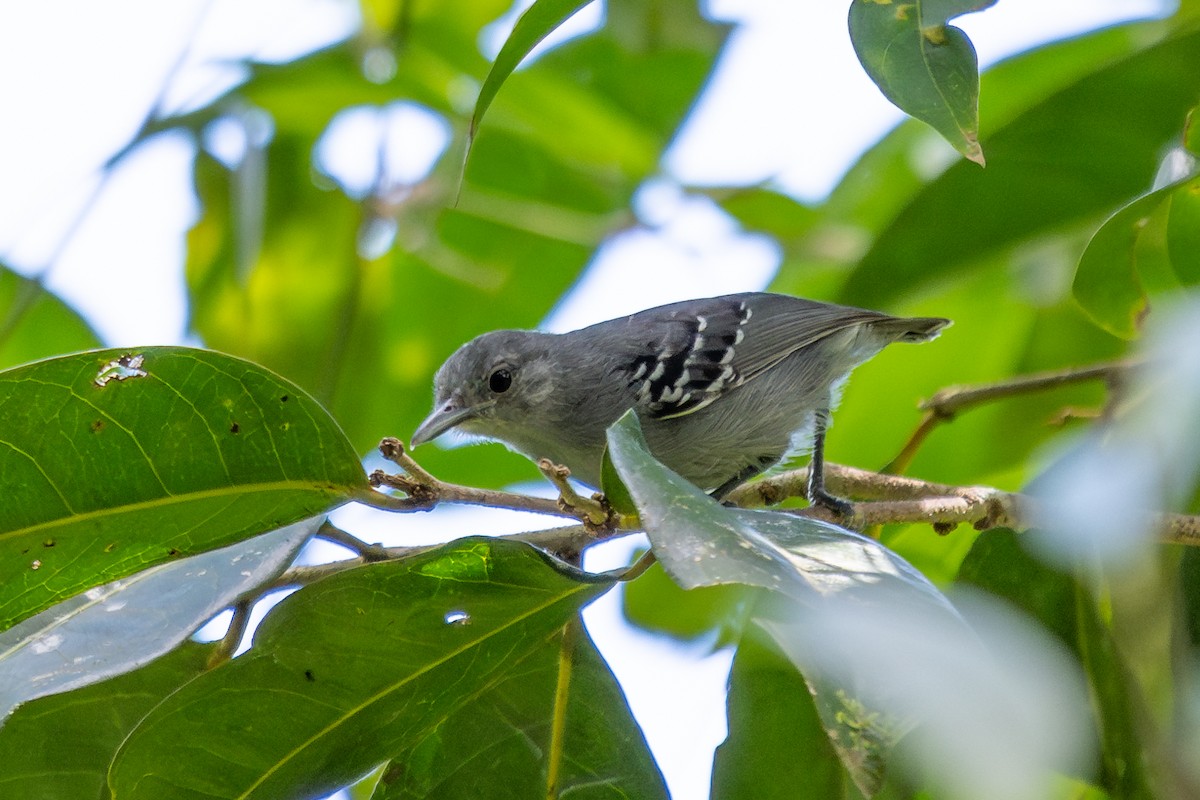 Gray Antwren - ML643774416