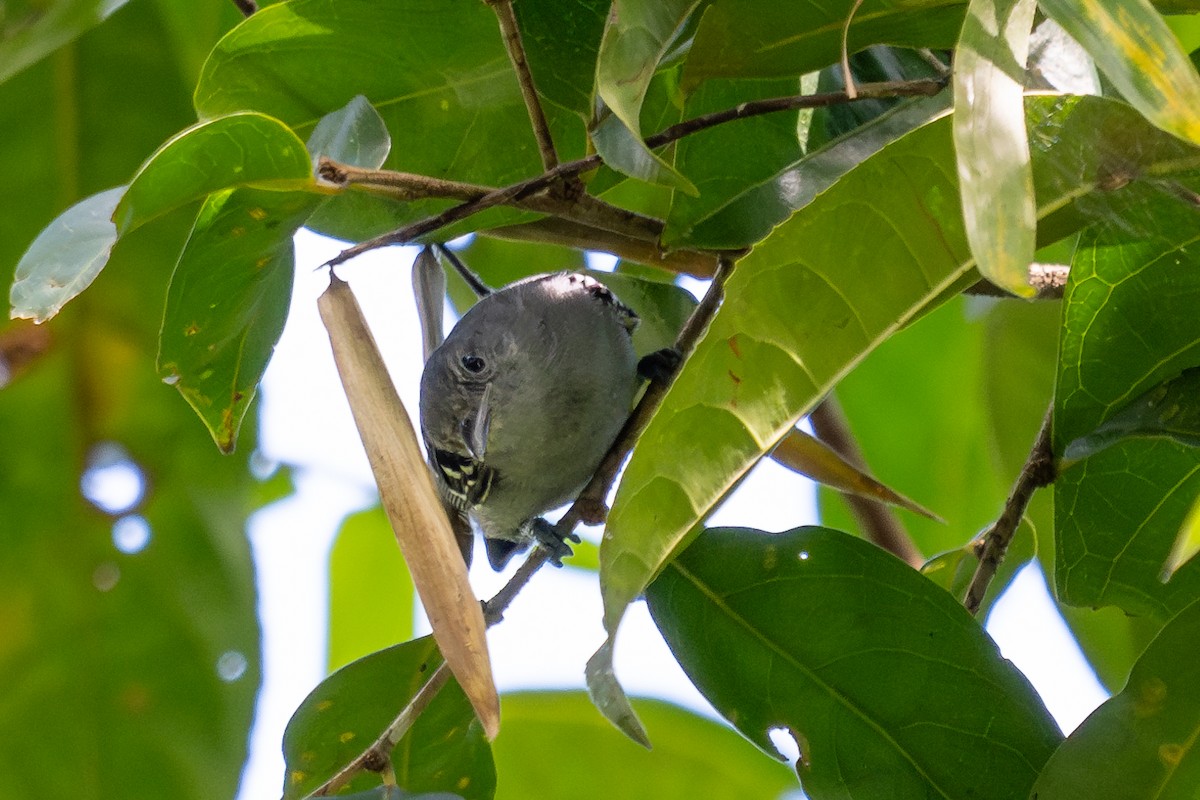 gråmaursmett - ML643774417