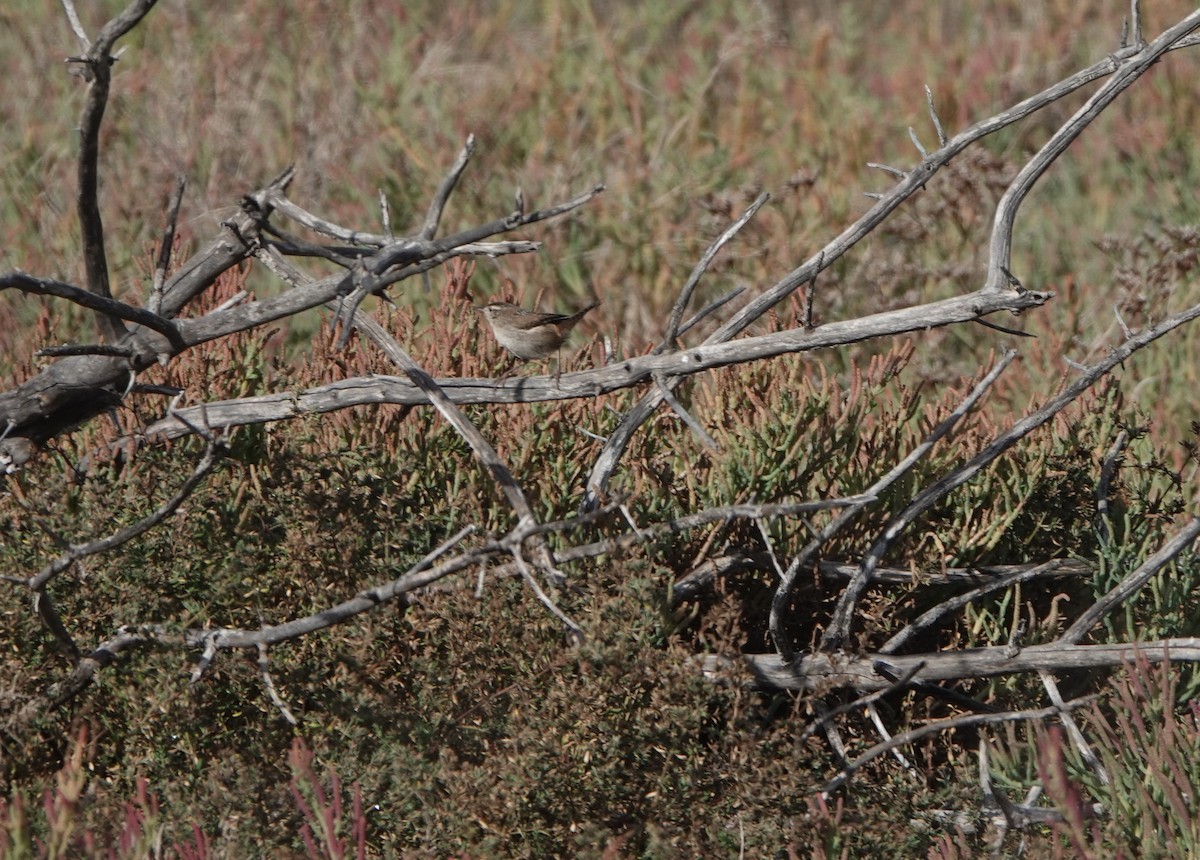 Marsh Wren - ML643774419