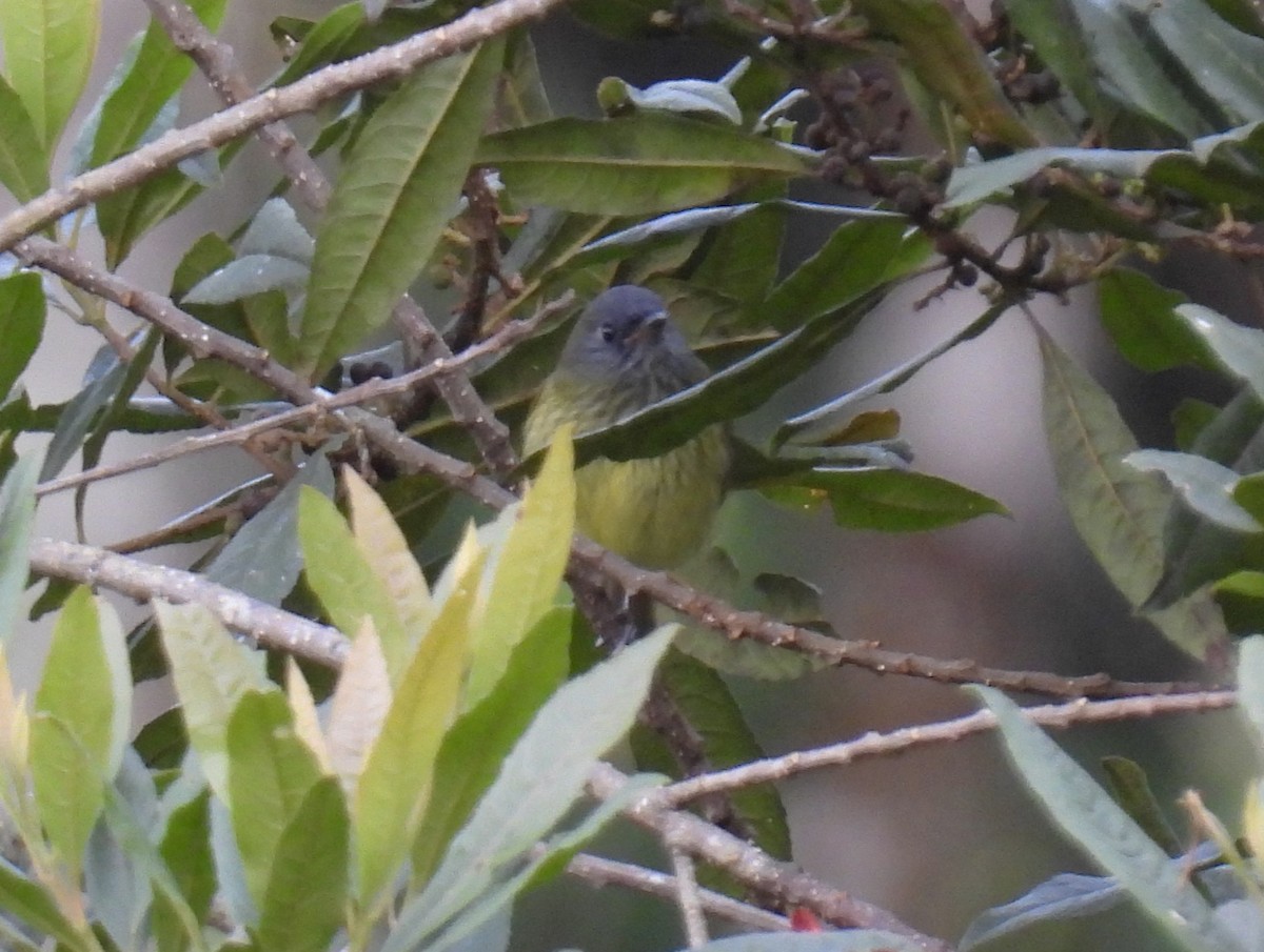 Streak-necked Flycatcher - ML643774420