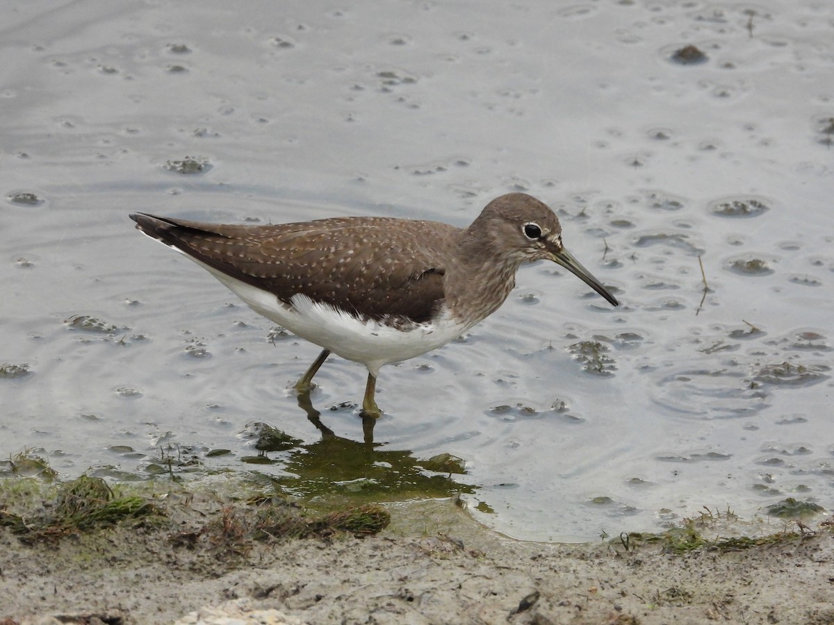 Green Sandpiper - ML643774423