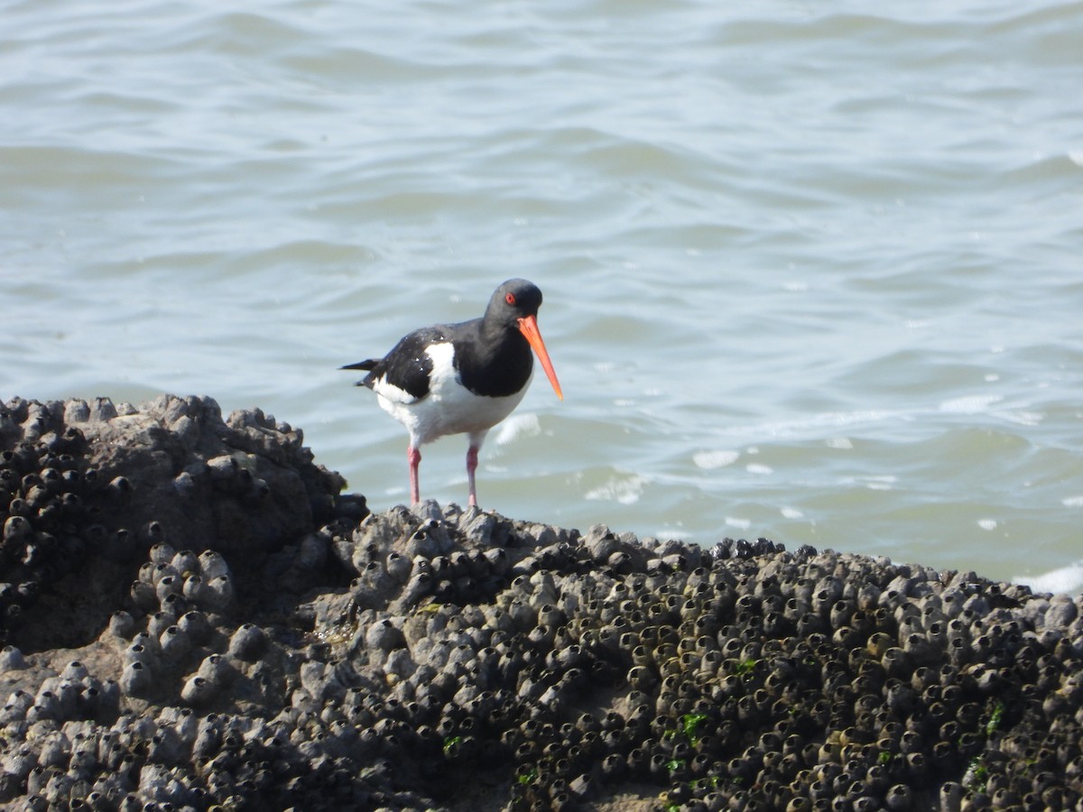 Eurasian Oystercatcher - ML643774424