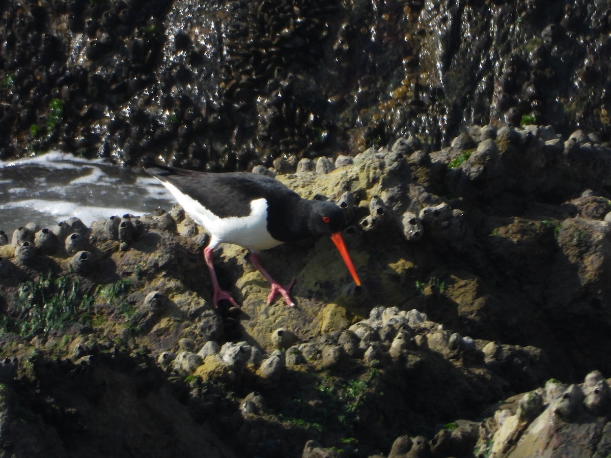 Eurasian Oystercatcher - ML643774425
