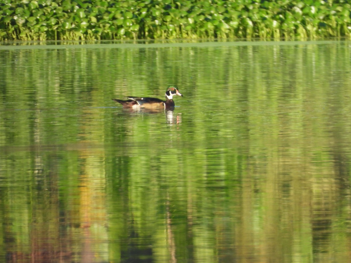 Wood Duck - ML643774428