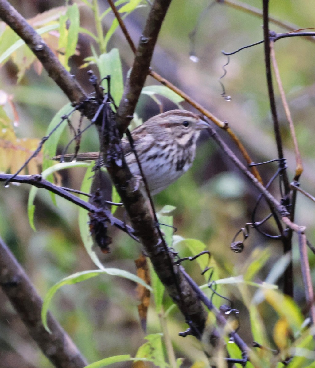 Song Sparrow - ML643774429