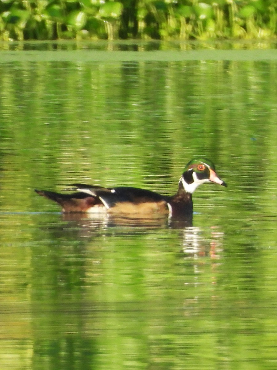 Wood Duck - ML643774431
