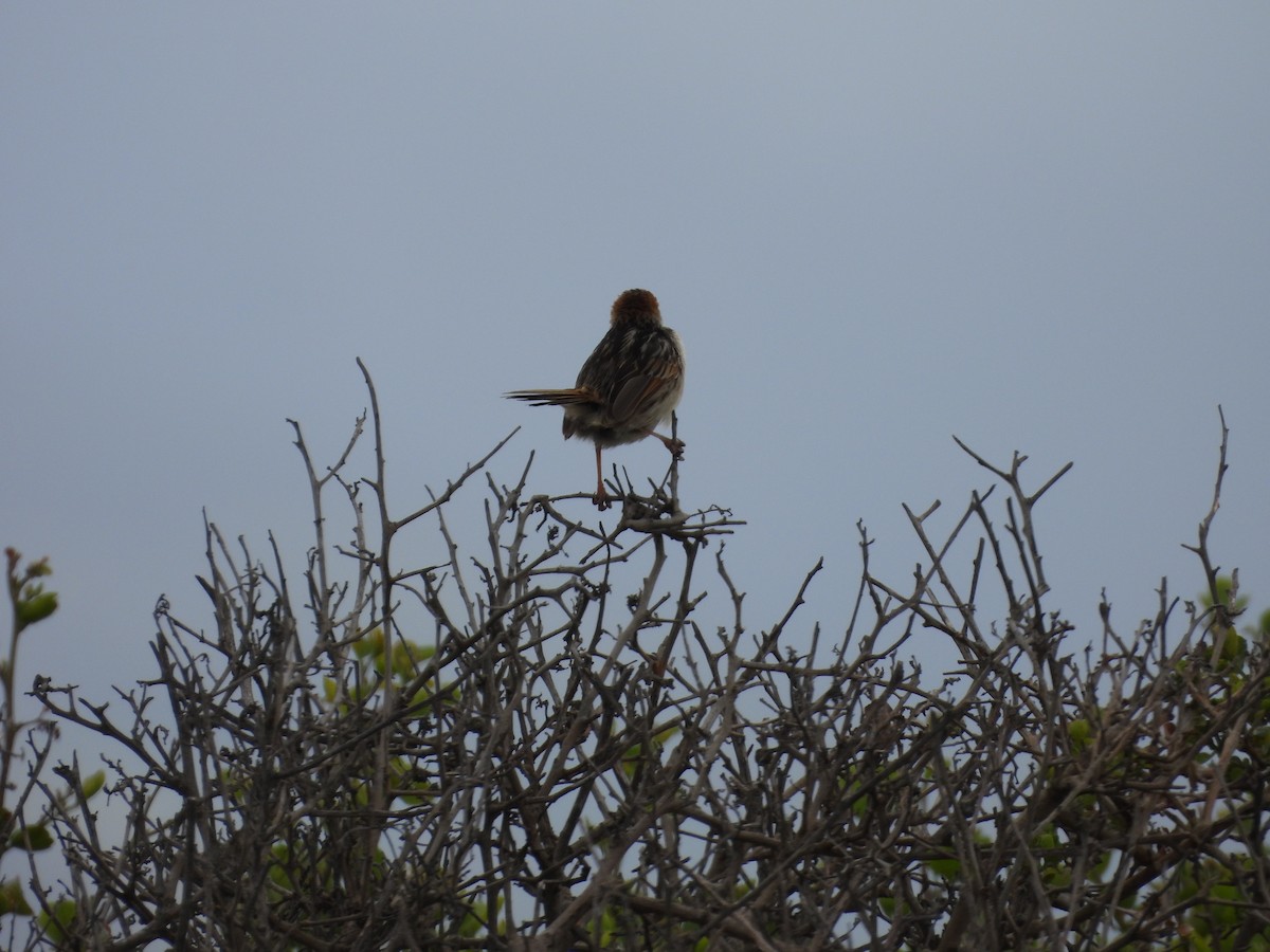 Levaillant's Cisticola - ML643774432
