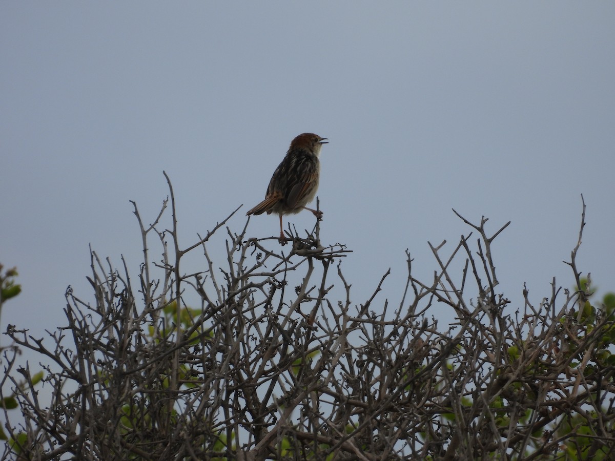 Levaillant's Cisticola - ML643774433