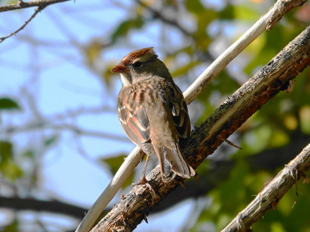 White-crowned Sparrow - ML643774434