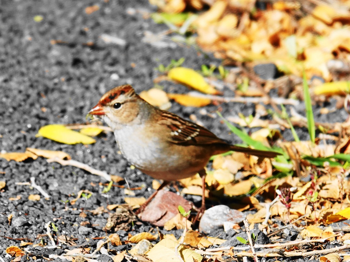 White-crowned Sparrow - ML643774435