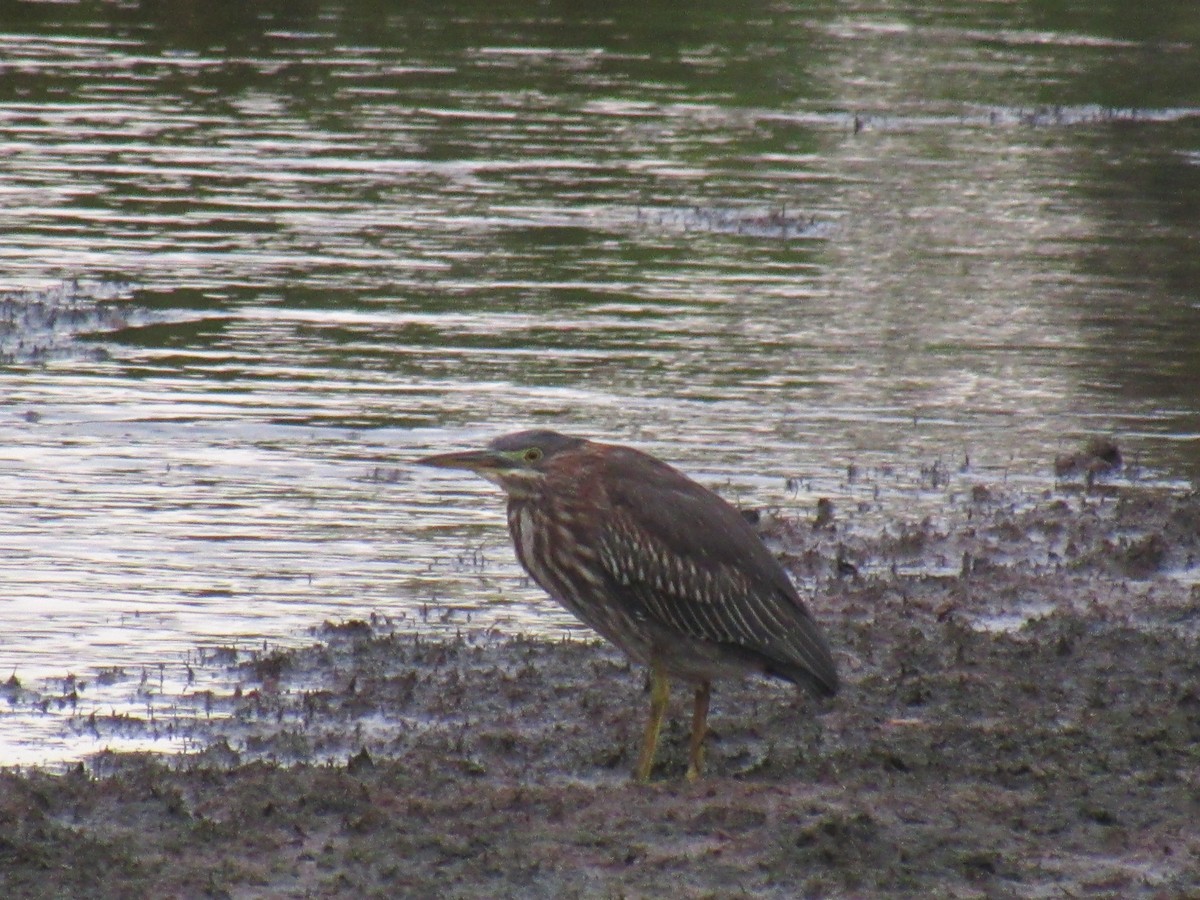 Green Heron - ML643774437