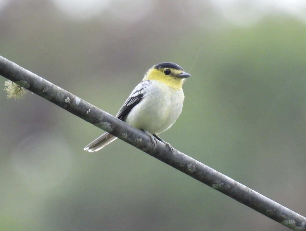 Common Tody-Flycatcher - ML643774438