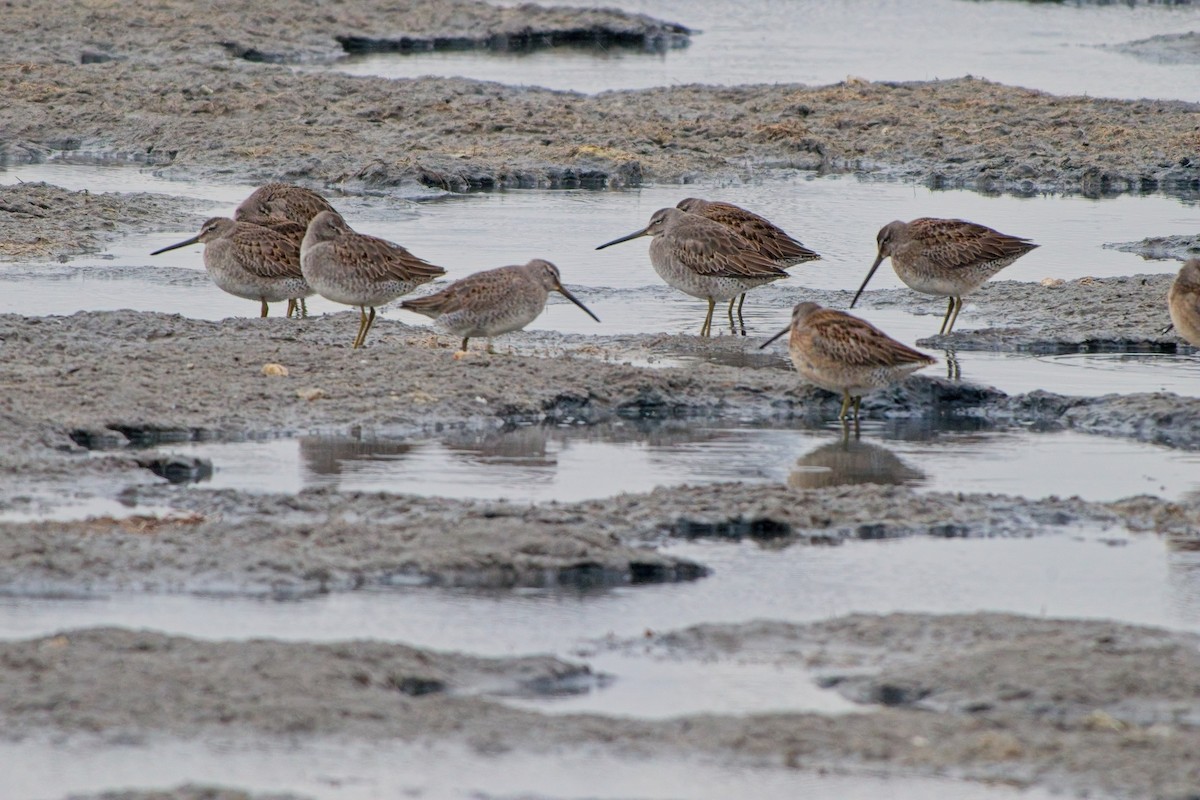 Long-billed Dowitcher - ML643774440