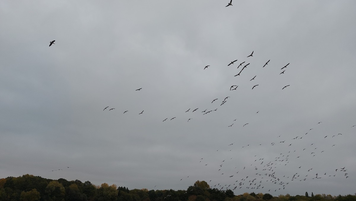 Graylag Goose - ML643774441