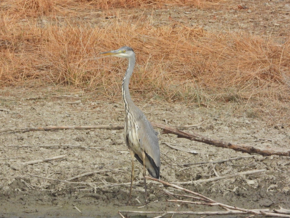 Gray Heron - ML643774442