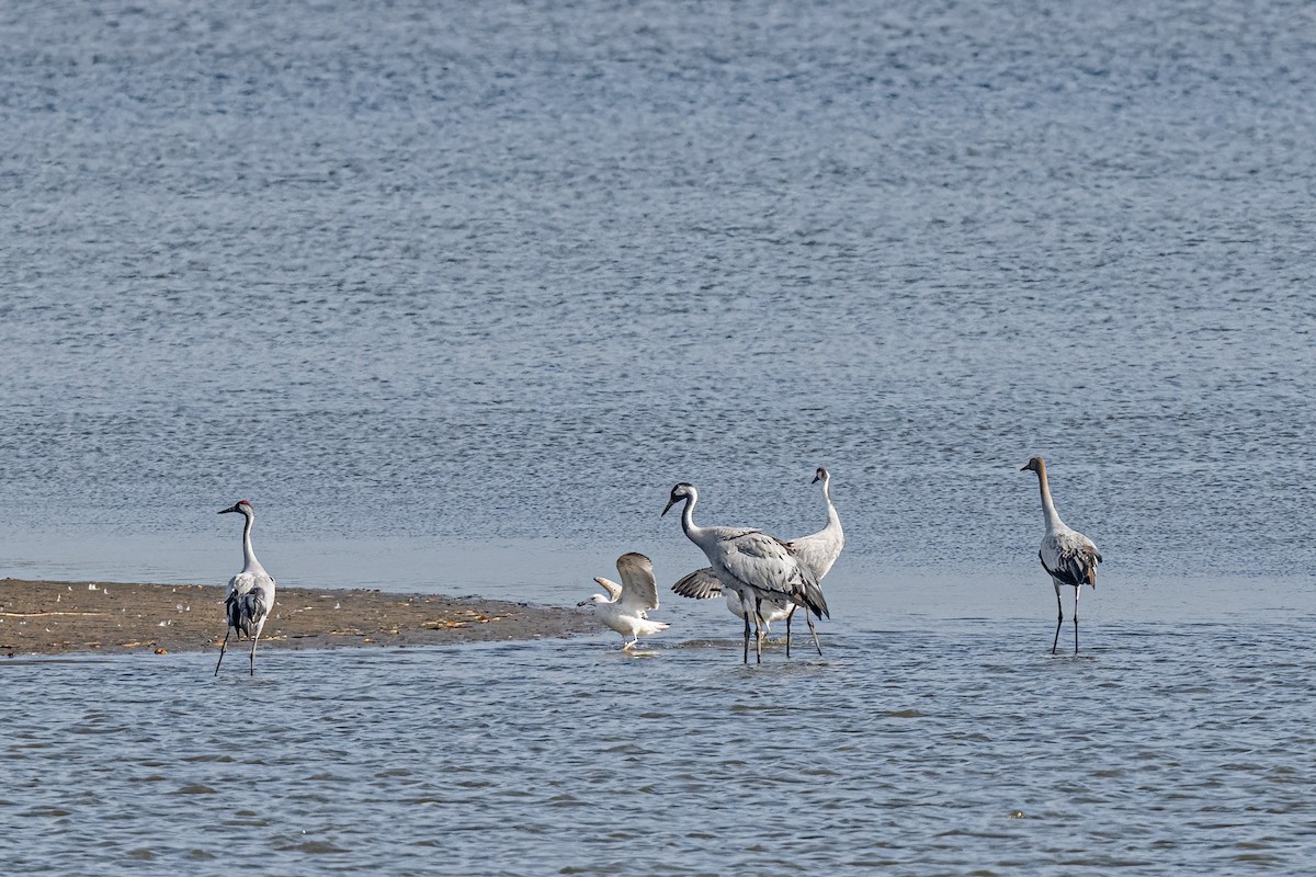 Common Crane - ML643774443