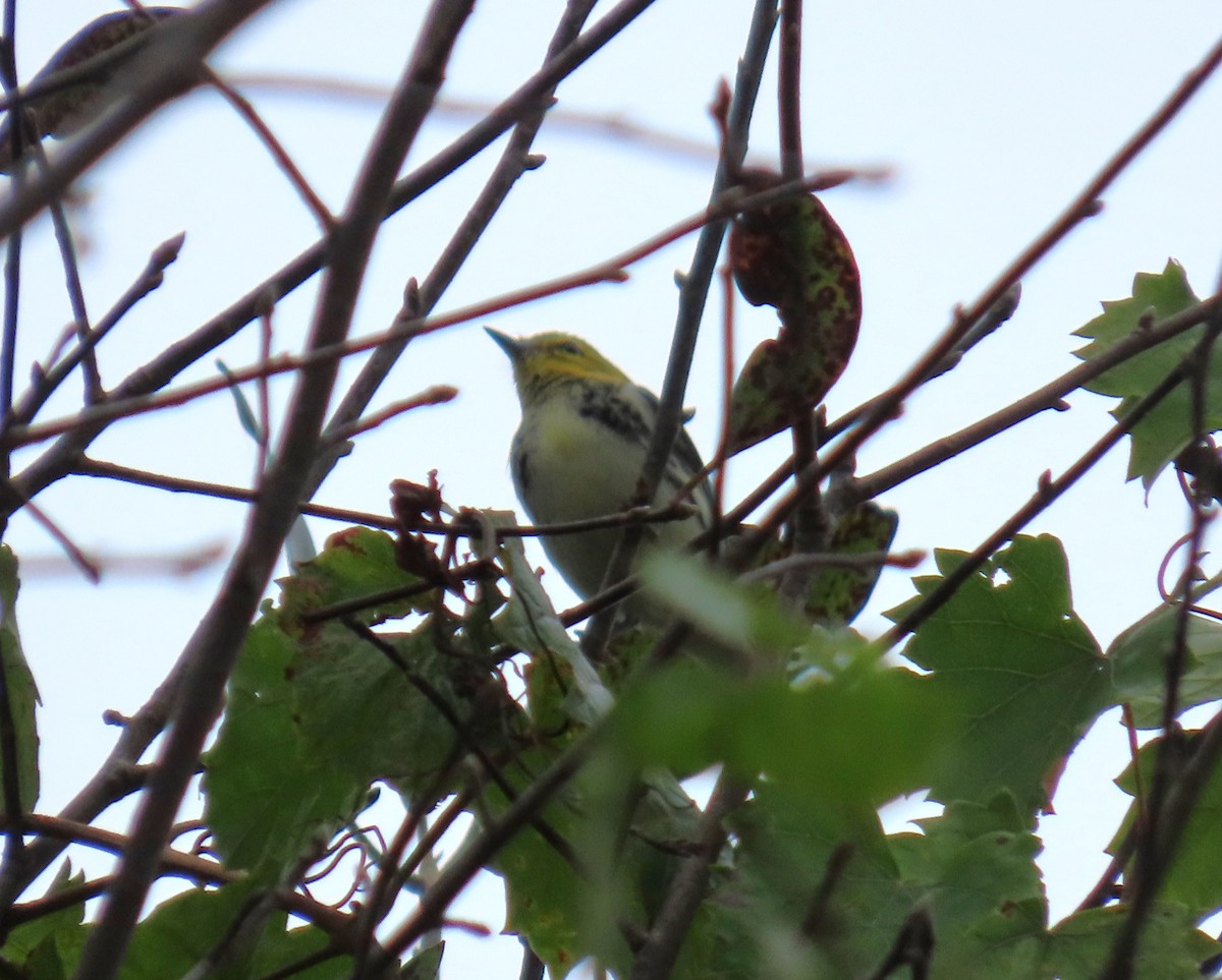 Black-throated Green Warbler - ML643774444