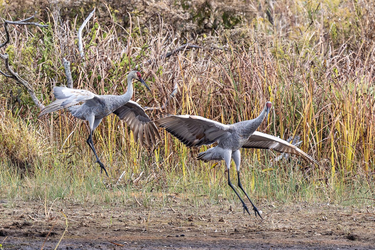 Sandhill Crane - ML643774445