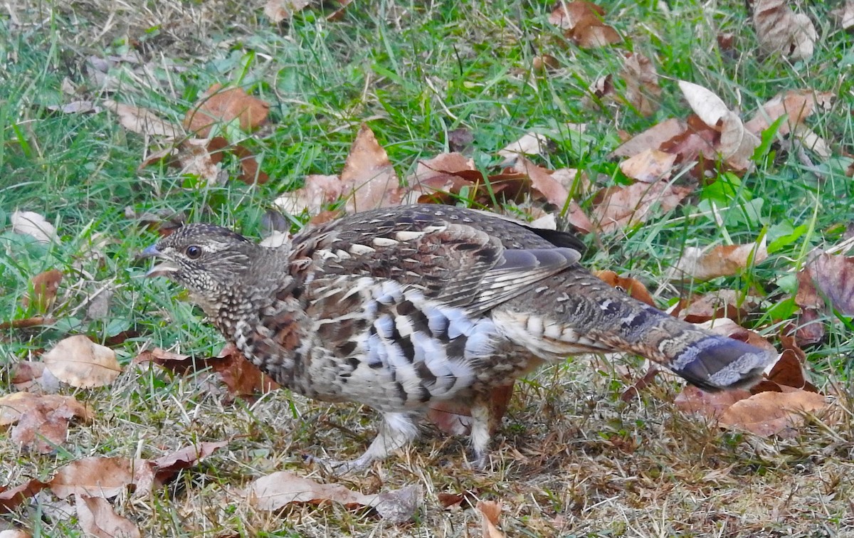 Ruffed Grouse - ML643774446