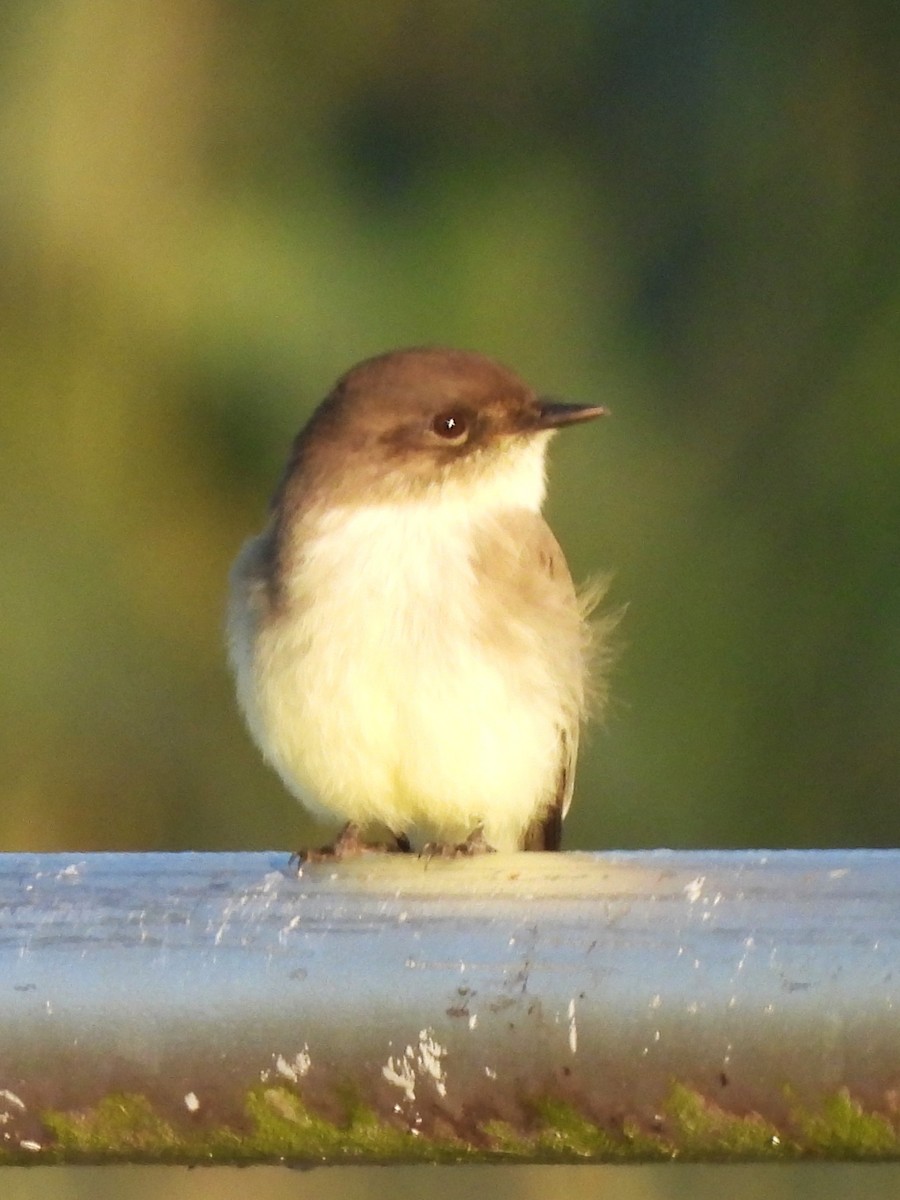 Eastern Phoebe - ML643774447