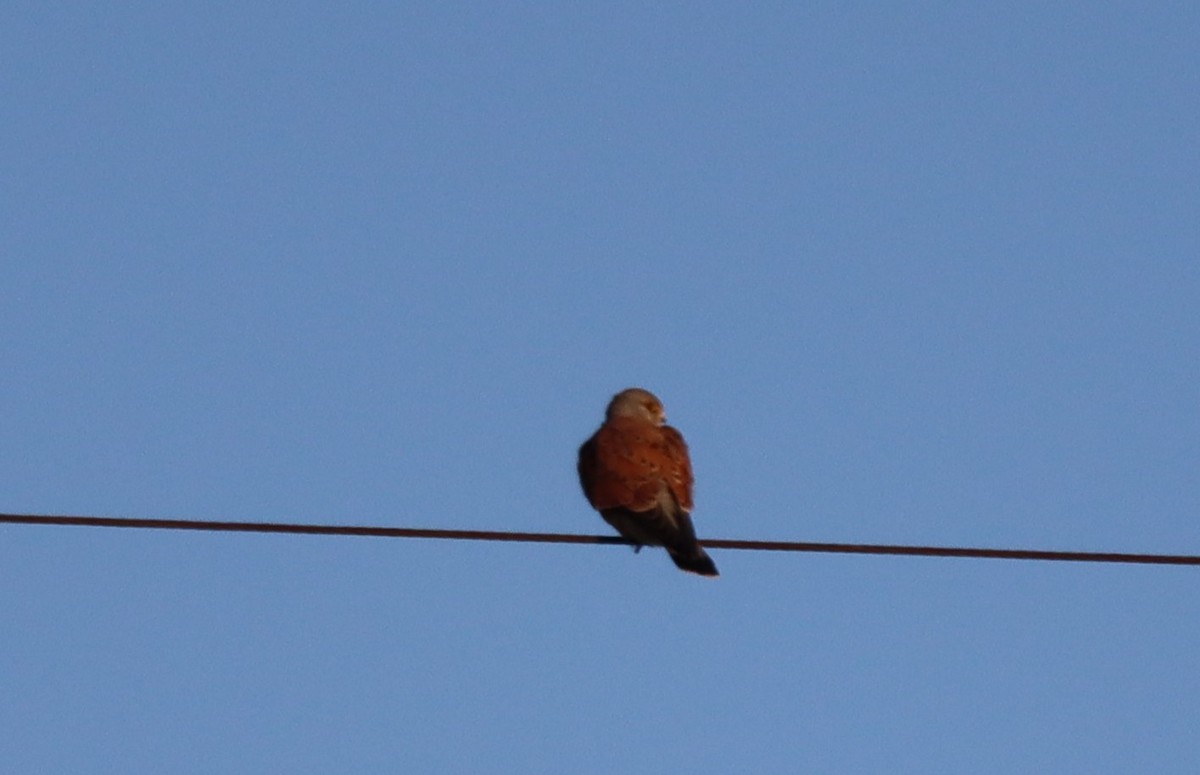 Eurasian Kestrel - ML643774448