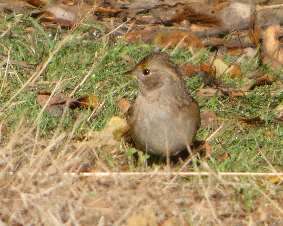 Golden-crowned Sparrow - ML643774450