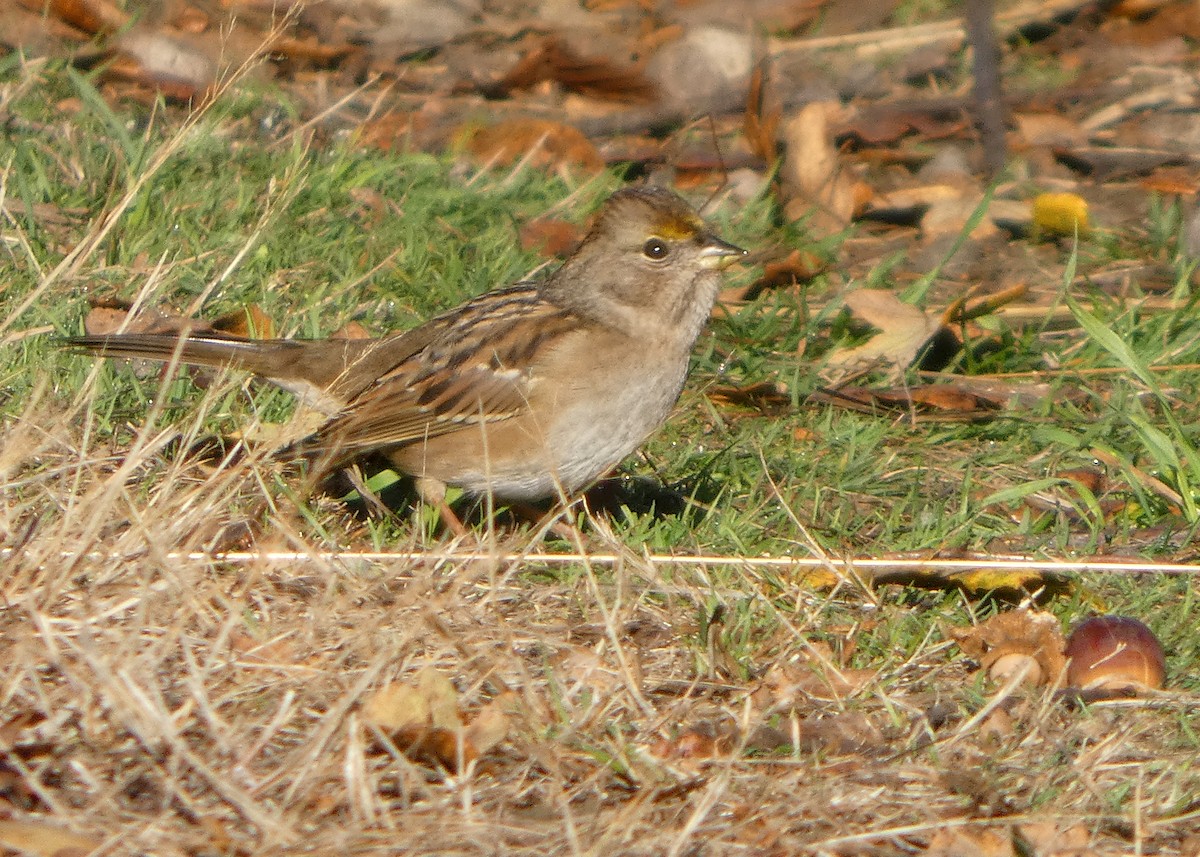 Golden-crowned Sparrow - ML643774451