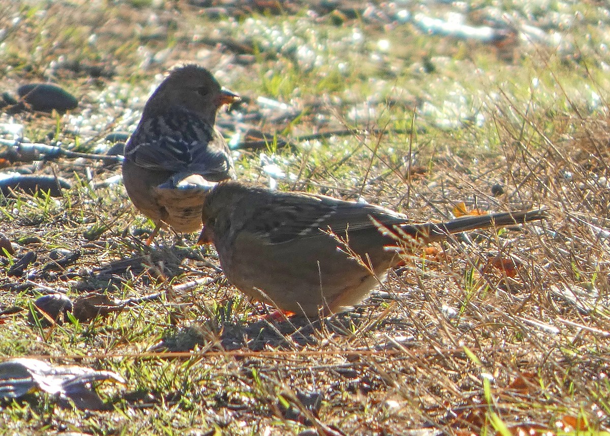 Golden-crowned Sparrow - ML643774452