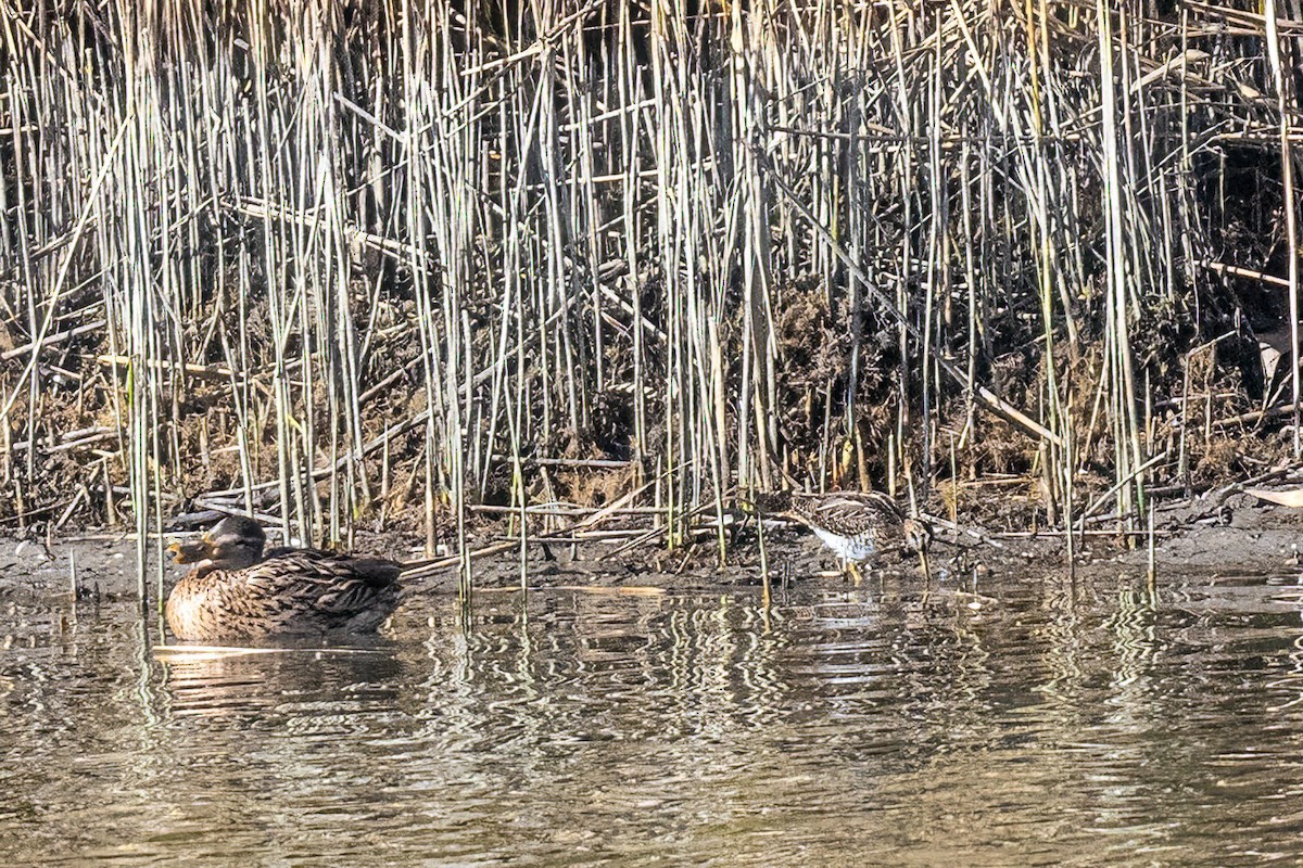 Common Snipe - ML643774455
