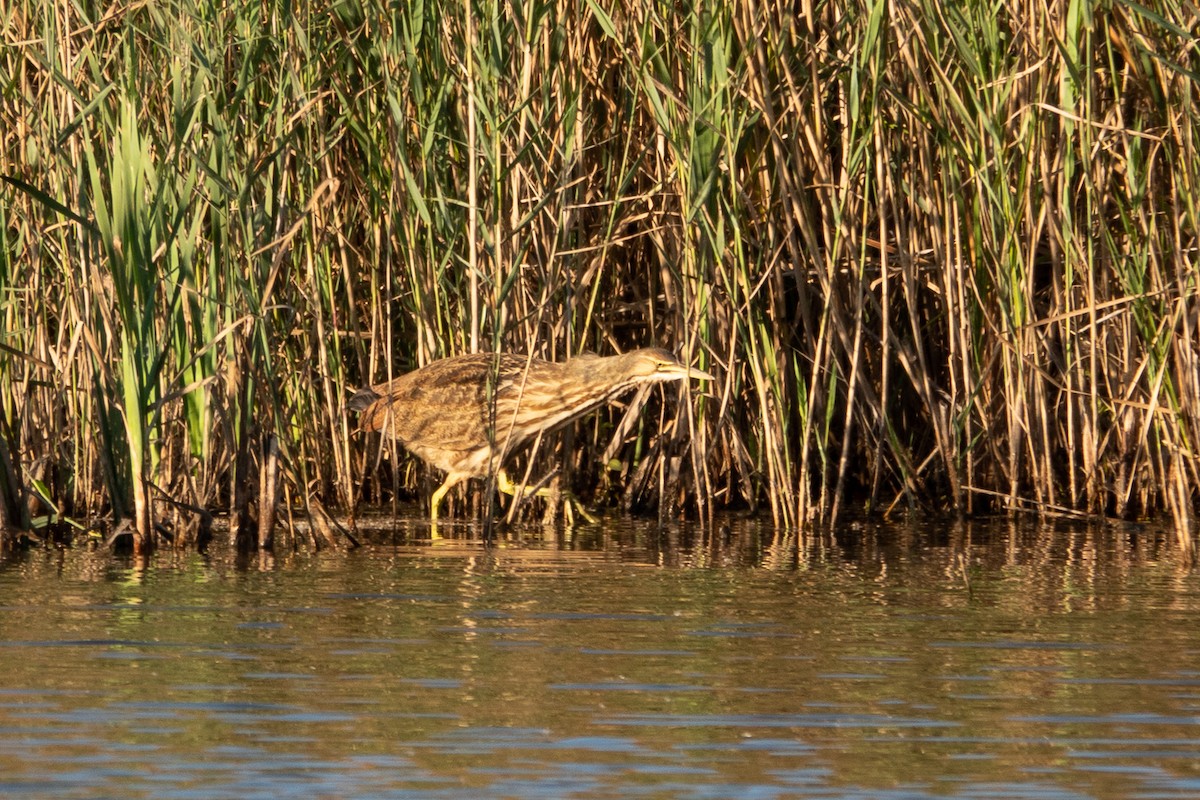 American Bittern - ML643774456