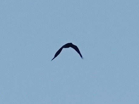 Common Raven - ML643774457